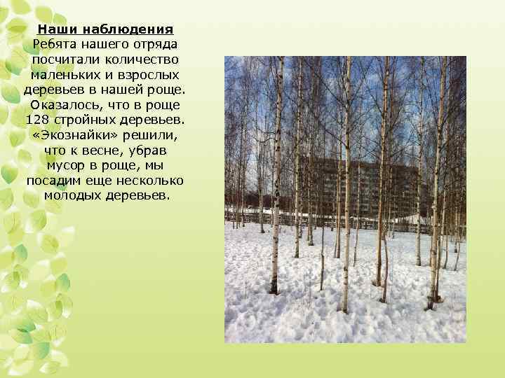 Наши наблюдения Ребята нашего отряда посчитали количество маленьких и взрослых деревьев в нашей роще.