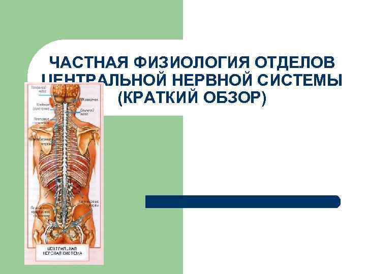 ЧАСТНАЯ ФИЗИОЛОГИЯ ОТДЕЛОВ ЦЕНТРАЛЬНОЙ НЕРВНОЙ СИСТЕМЫ (КРАТКИЙ ОБЗОР) 