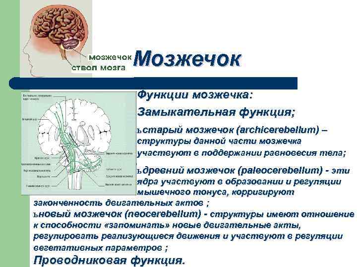 Особенности мозжечка головного мозга. Функции мозжечка в головном мозге. Функции и структуры мозжечок основные. Мозжечок строение и функции мозг кратко. Функции мозжечка физиология кратко.