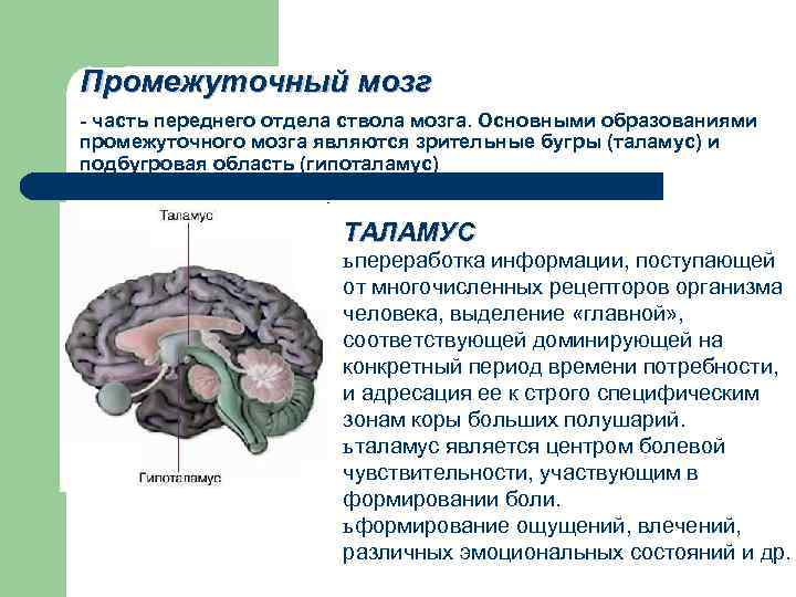 Нервы промежуточного мозга. Надбугрова область промежутосного мозга. Промежуточный мозг. Промежуточный мозг схема. Физиология промежуточного мозга.