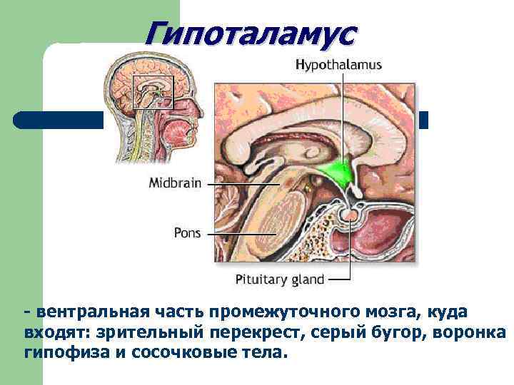 Гипоталамус это простыми словами