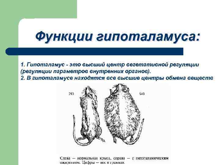 Функции гипоталамуса: 1. Гипоталамус - это высший центр вегетативной регуляции (регуляции параметров внутренних органов).