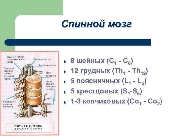 Спинной мозг ь ь ь 8 шейных (C 1 - C 8) 12 грудных