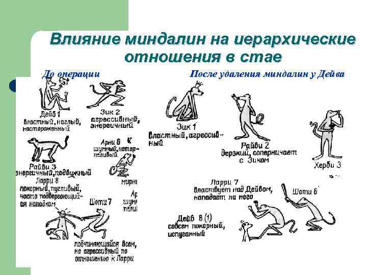 Влияние миндалин на иерархические отношения в стае До операции После удаления миндалин у Дейва