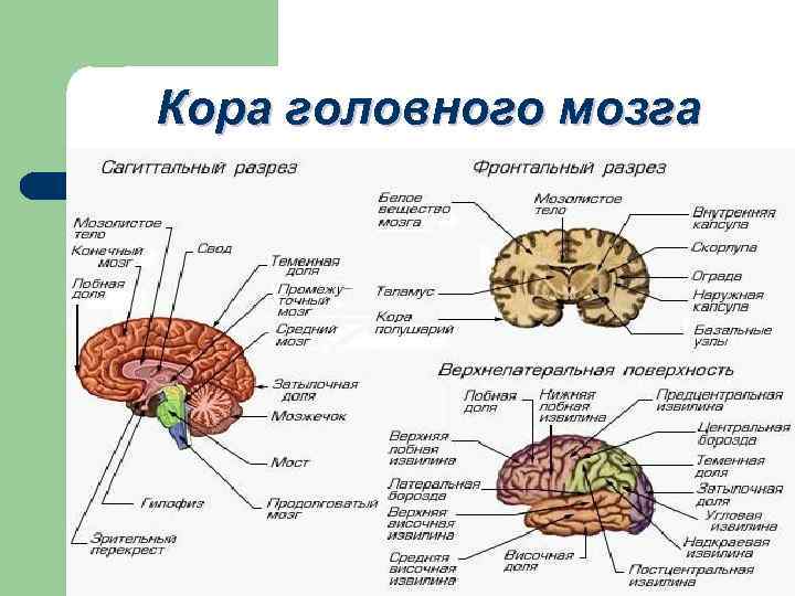 Кора головного мозга 