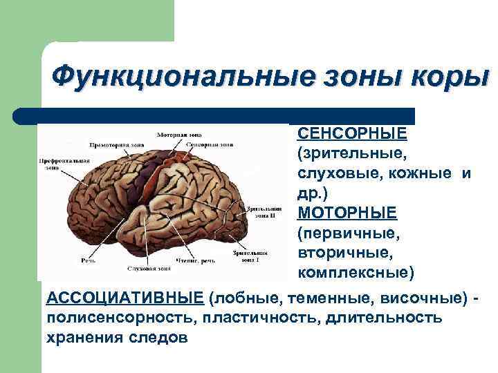 Моторные зоны мозга. Сенсорные ассоциативные и моторные зоны коры. Зоны коры головного мозга сенсорная моторная ассоциативная. Сенсорная зона коры головного мозга функции.