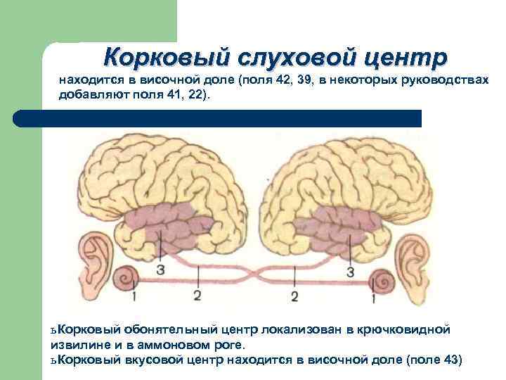 В височной доле находится центр