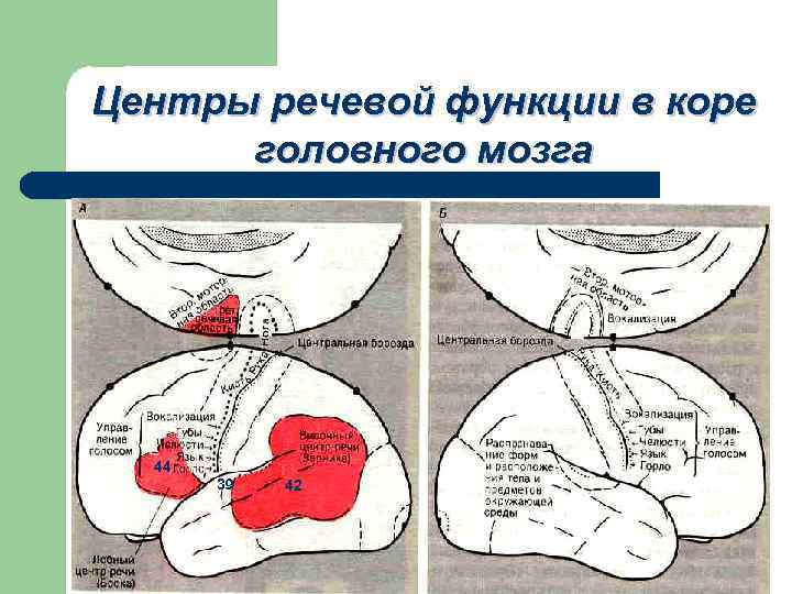 Центры речевой функции в коре головного мозга 44 39 42 