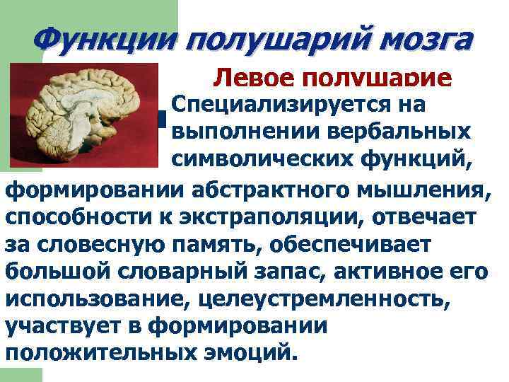Функции полушарий мозга Левое полушарие Специализируется на выполнении вербальных символических функций, формировании абстрактного мышления,