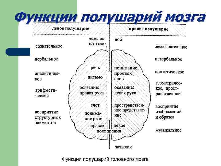Функции полушарий мозга 