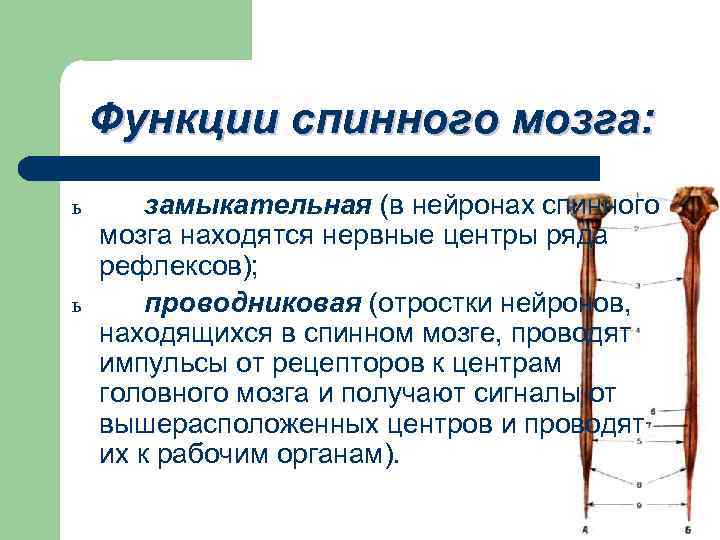 Функции спинного мозга: ь ь замыкательная (в нейронах спинного мозга находятся нервные центры ряда