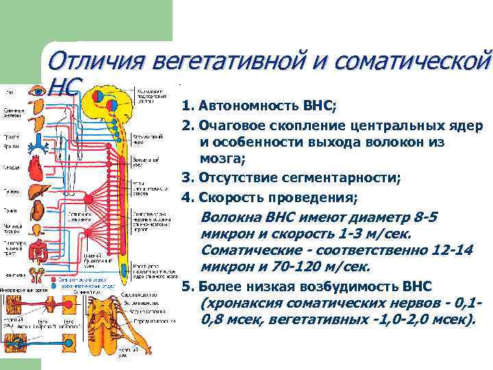 Отличие соматической и вегетативной нервной