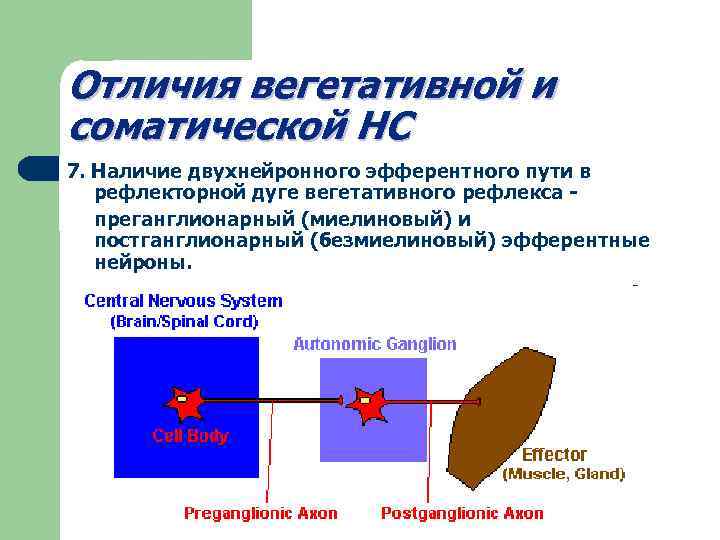 Отличие соматической