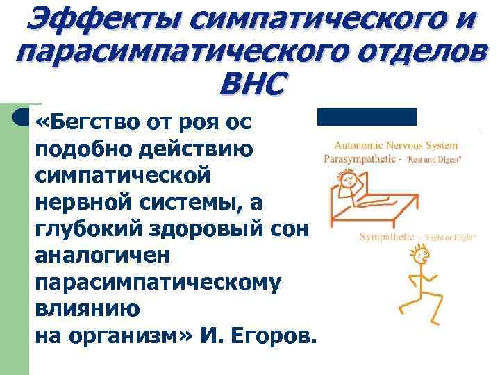 Эффекты симпатического и парасимпатического отделов ВНС «Бегство от роя ос подобно действию симпатической нервной