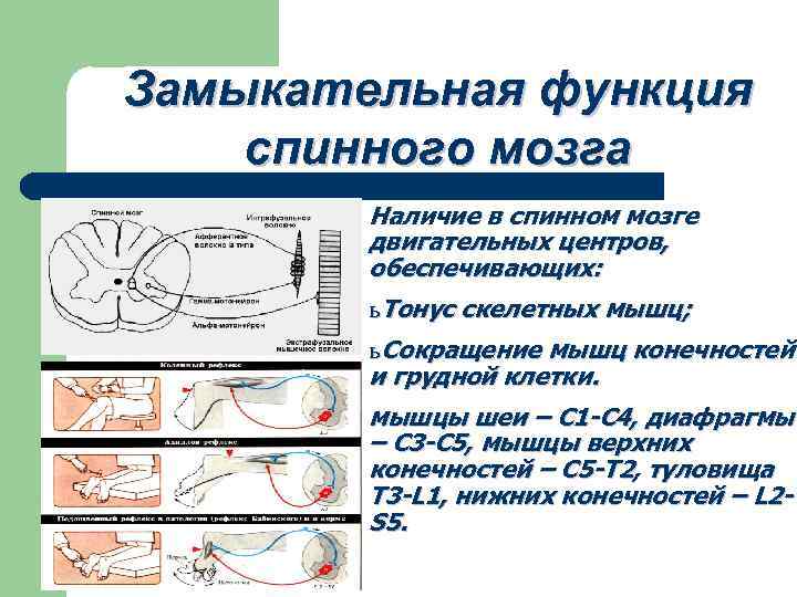 Замыкательная функция спинного мозга Наличие в спинном мозге двигательных центров, обеспечивающих: ь Тонус скелетных