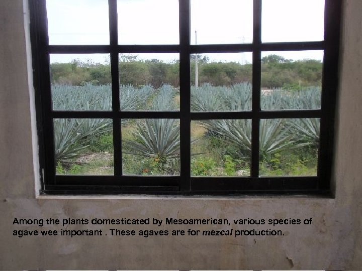 Among the plants domesticated by Mesoamerican, various species of agave wee important. These agaves