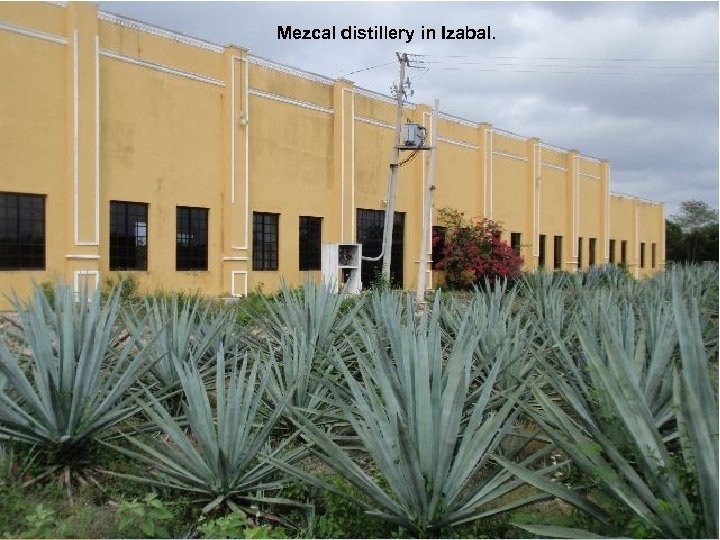 Mezcal distillery in Izabal. 