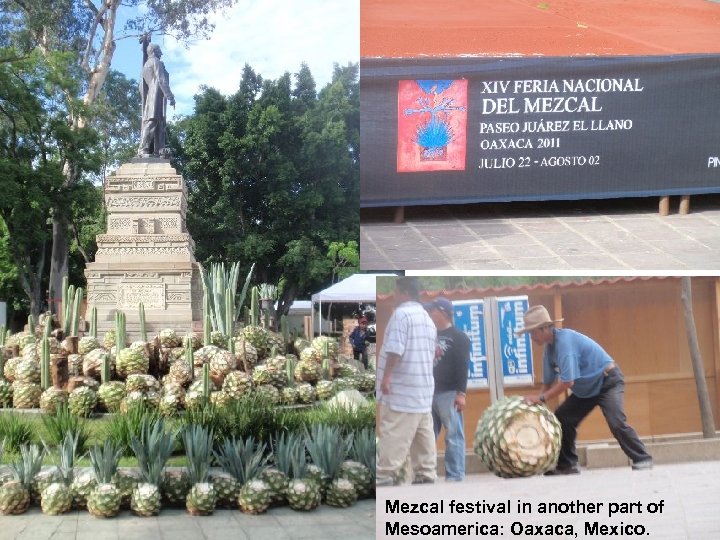 Mezcal festival in another part of Mesoamerica: Oaxaca, Mexico. 
