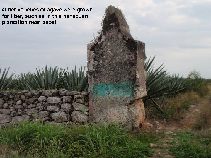 Other varieties of agave were grown for fiber, such as in this henequen plantation