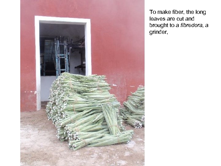 To make fiber, the long leaves are cut and brought to a fibredora, a