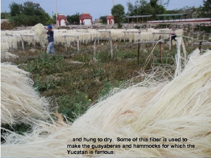 …and hung to dry. Some of this fiber is used to make the guayaberas