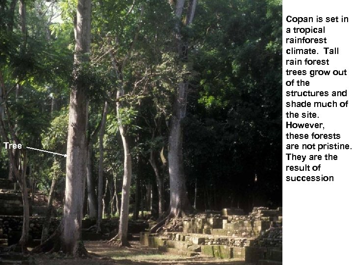 Tree Copan is set in a tropical rainforest climate. Tall rain forest trees grow