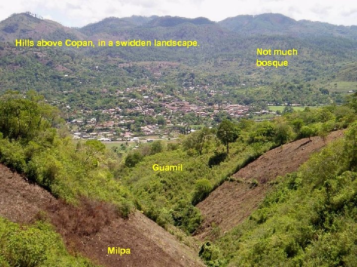 Hills above Copan, in a swidden landscape. Guamil Milpa Not much bosque 