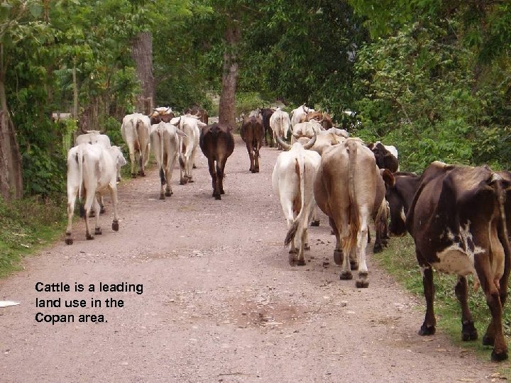 Cattle is a leading land use in the Copan area. 