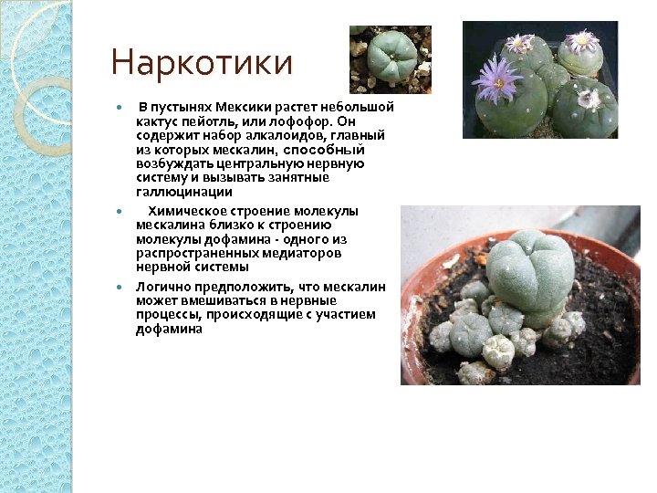 Наркотики В пустынях Мексики растет небольшой кактус пейотль, или лофофор. Он содержит набор алкалоидов,
