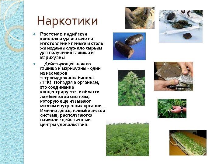 Наркотики Растение индийская конопля издавна шло на изготовление пеньки и столь же издавна служило