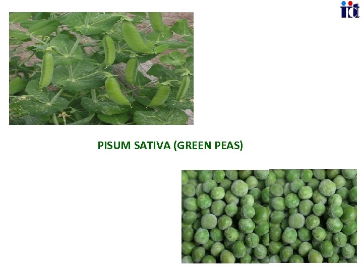 PISUM SATIVA (GREEN PEAS) 