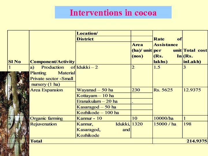 Interventions in cocoa 
