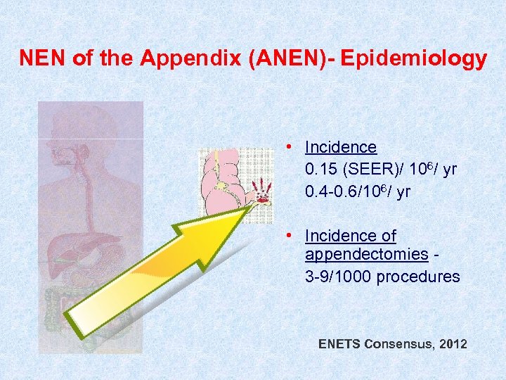 NEN of the Appendix (ANEN)- Epidemiology • Incidence 0. 15 (SEER)/ 106/ yr 0.