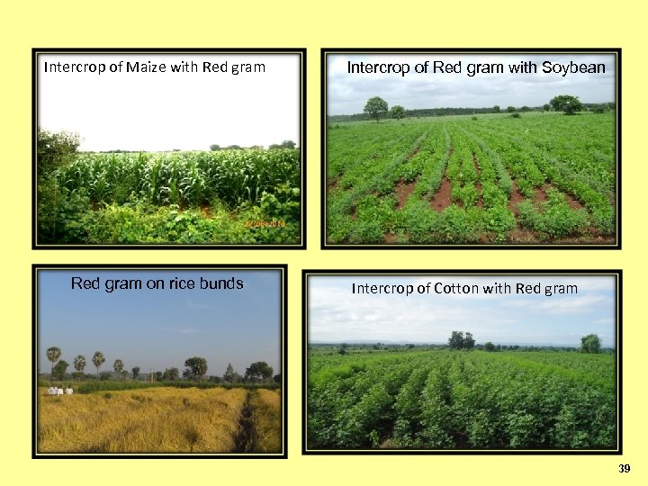 Intercrop of Maize with Red gram on rice bunds Intercrop of Red gram with