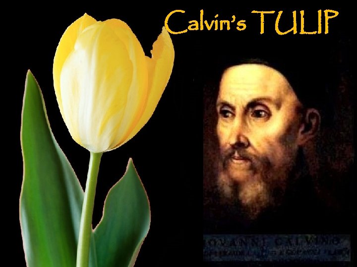 Calvin’s TULIP 