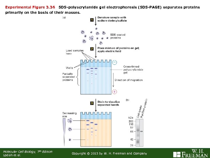 Experimental Figure 3. 36 SDS-polyacrylamide gel electrophoresis (SDS-PAGE) separates proteins primarily on the basis