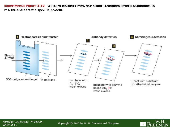 Experimental Figure 3. 39 Western blotting (immunoblotting) combines several techniques to resolve and detect