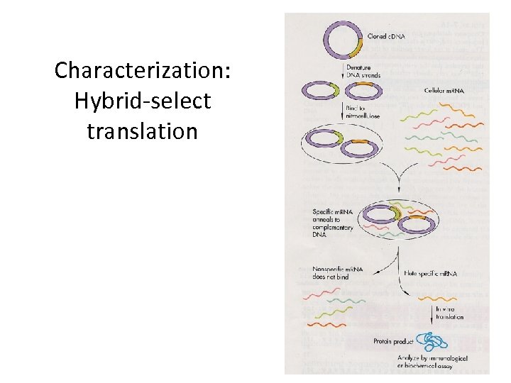 Characterization: Hybrid-select translation 