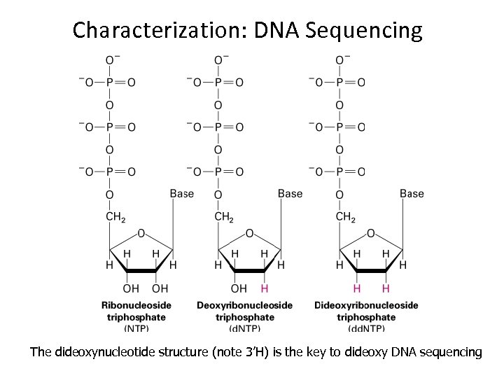 Characterization: DNA Sequencing The dideoxynucleotide structure (note 3’H) is the key to dideoxy DNA