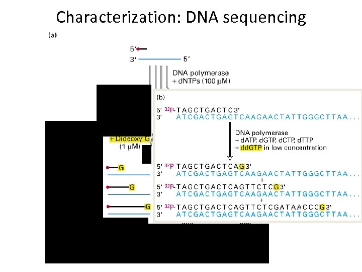 Characterization: DNA sequencing 