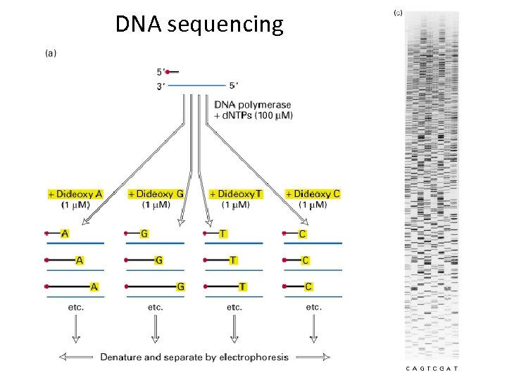 DNA sequencing 