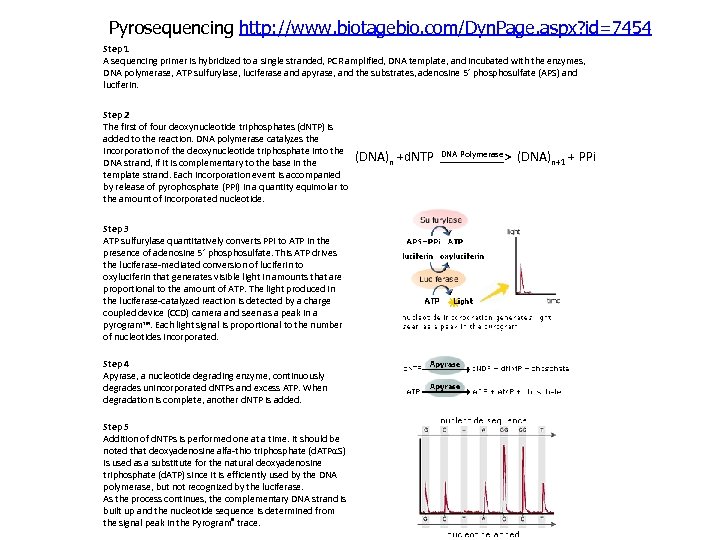 Pyrosequencing http: //www. biotagebio. com/Dyn. Page. aspx? id=7454 Step 1 A sequencing primer is