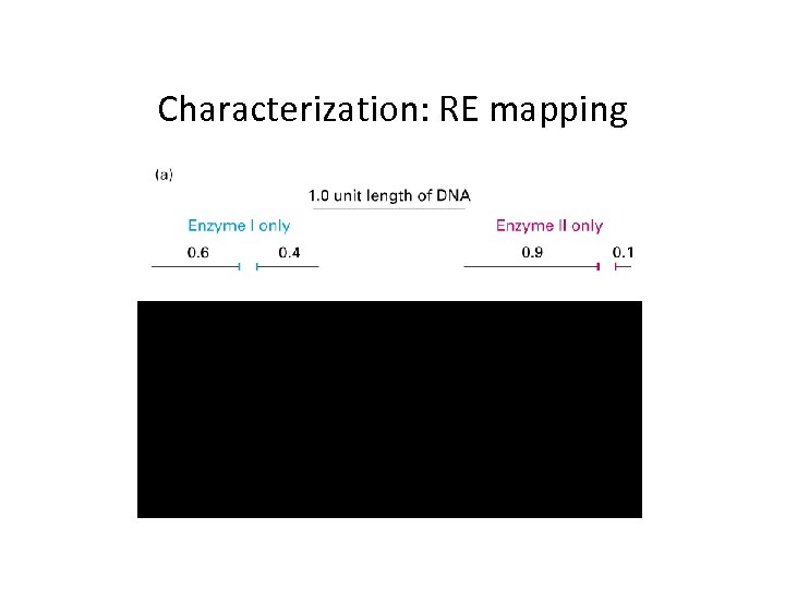 Characterization: RE mapping Predict what would happen with a double digest. 