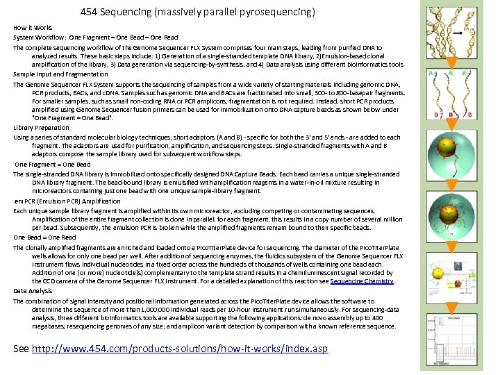 454 Sequencing (massively parallel pyrosequencing) How it Works System Workflow: One Fragment = One