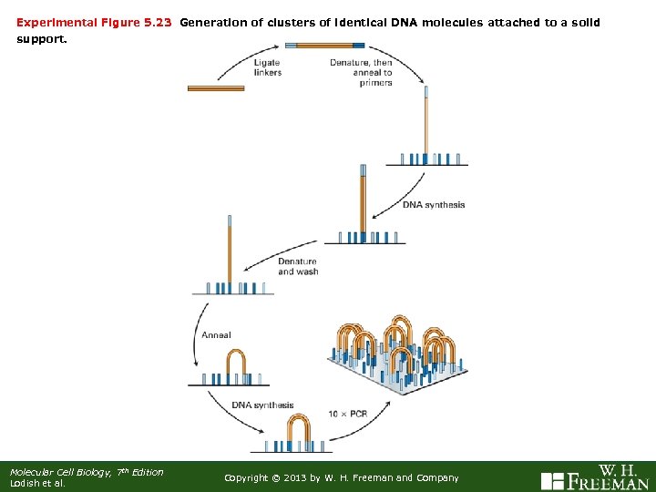 Experimental Figure 5. 23 Generation of clusters of identical DNA molecules attached to a