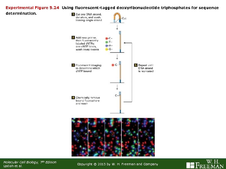 Experimental Figure 5. 24 Using fluorescent-tagged deoxyribonucleotide triphosphates for sequence determination. Molecular Cell Biology,