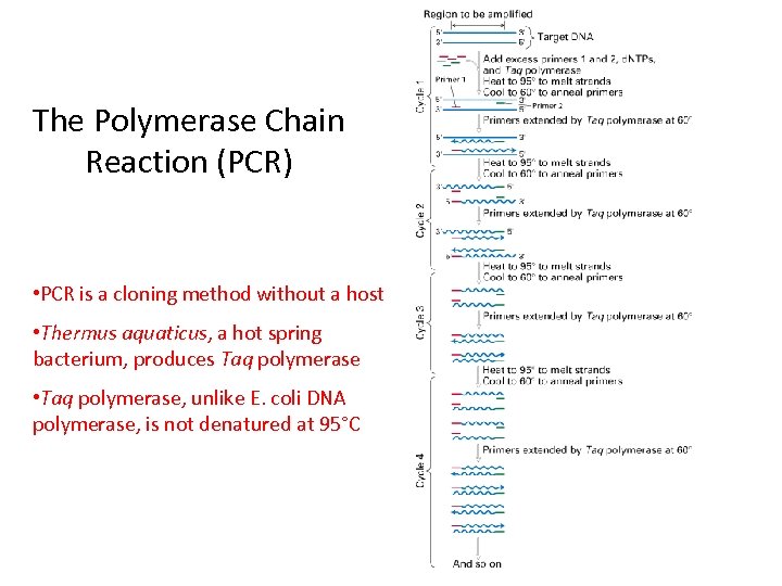 The Polymerase Chain Reaction (PCR) • PCR is a cloning method without a host