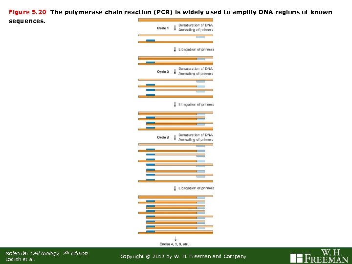 Figure 5. 20 The polymerase chain reaction (PCR) is widely used to amplify DNA