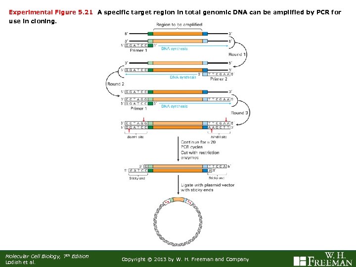 Experimental Figure 5. 21 A specific target region in total genomic DNA can be