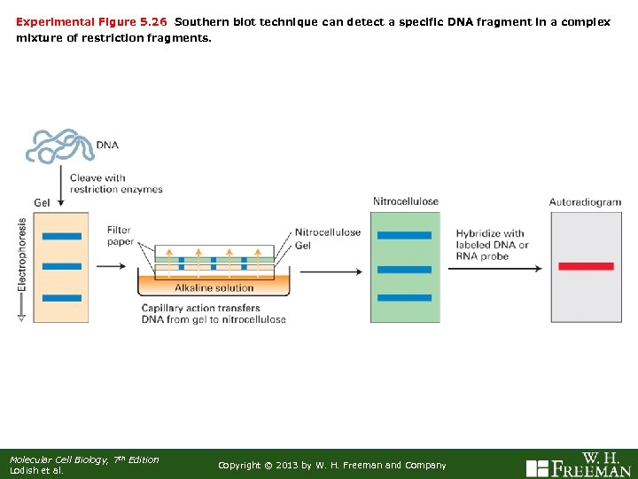 Experimental Figure 5. 26 Southern blot technique can detect a specific DNA fragment in